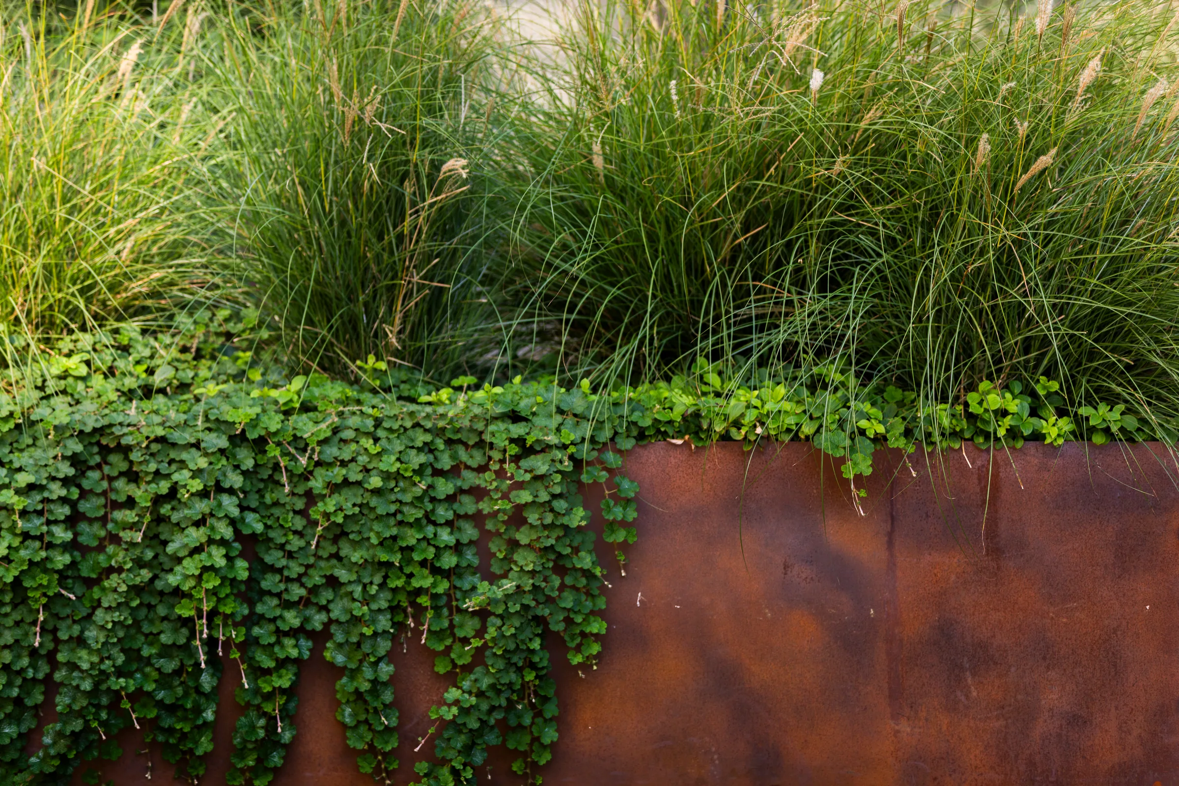 Ivy and grasses over a long steel planter