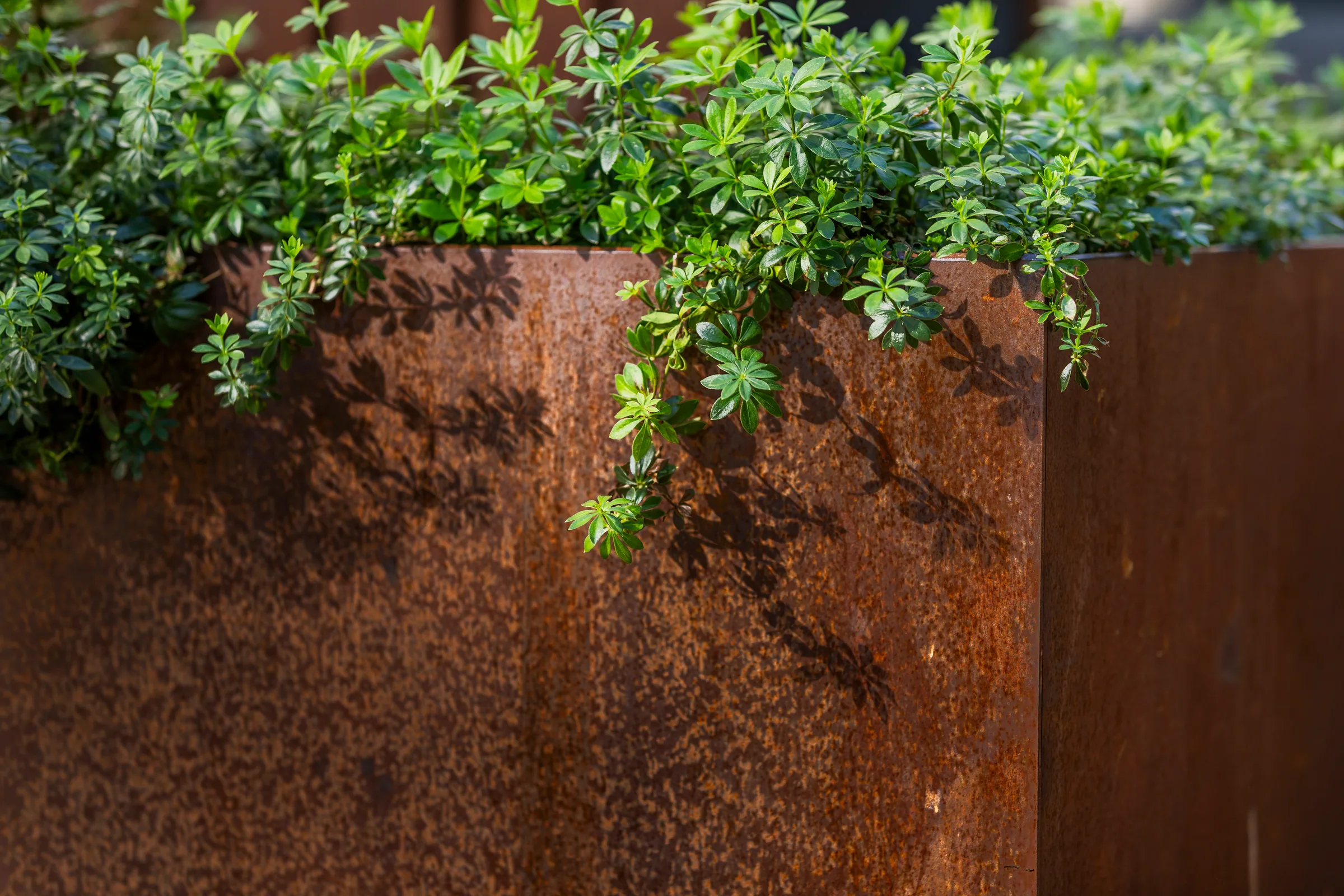 Ivy trailing over the rusted face of a planter