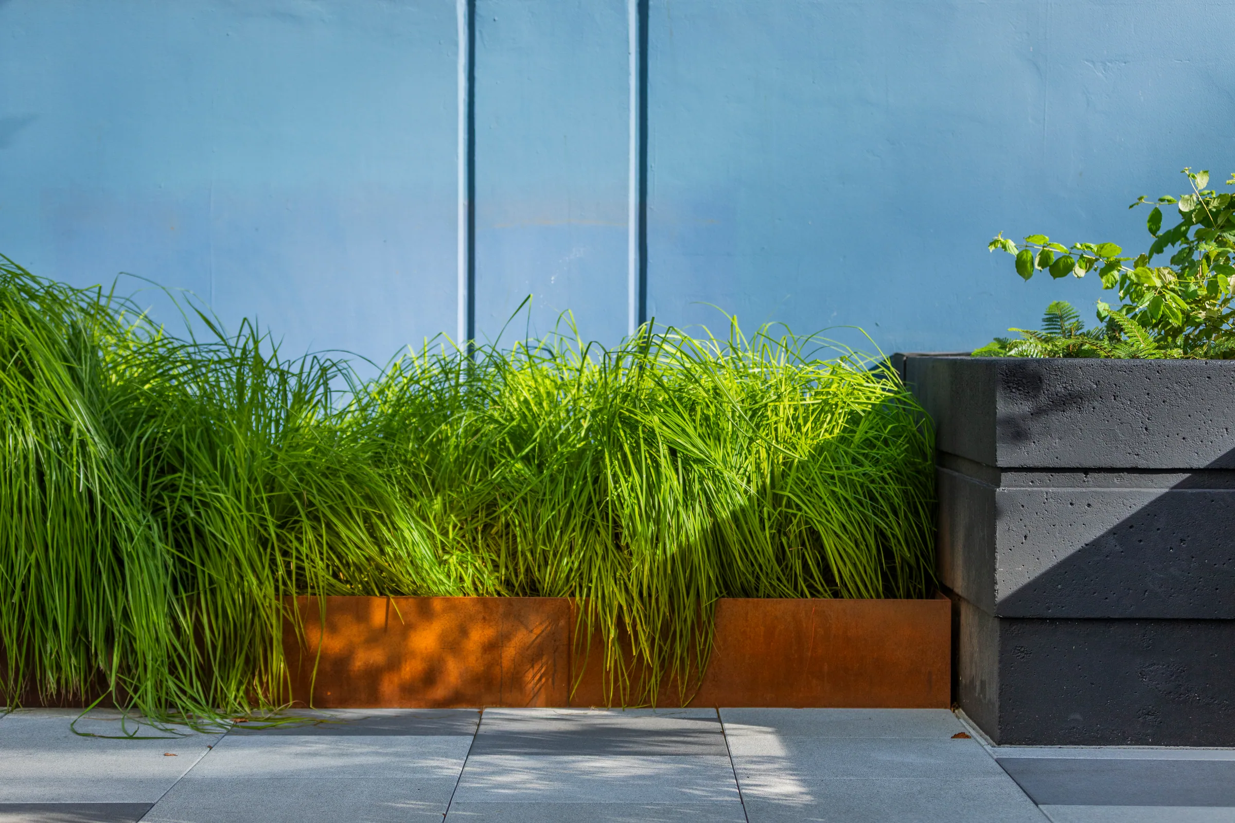Tall grasses in a steel planter against a blue wall