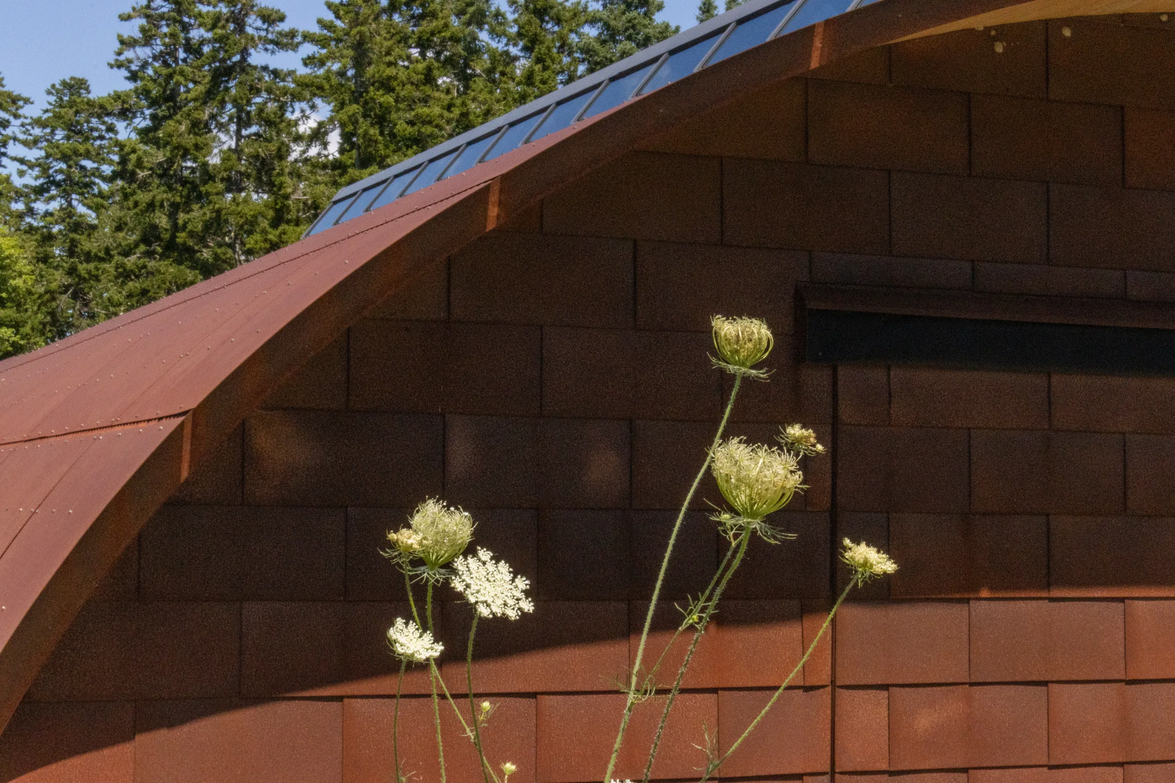 Steel shingles behind wildflowers
